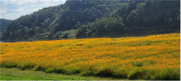 임진강 황화코스모스.jpg