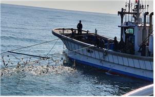 인천앞바다 꽃게 풍년.jpg