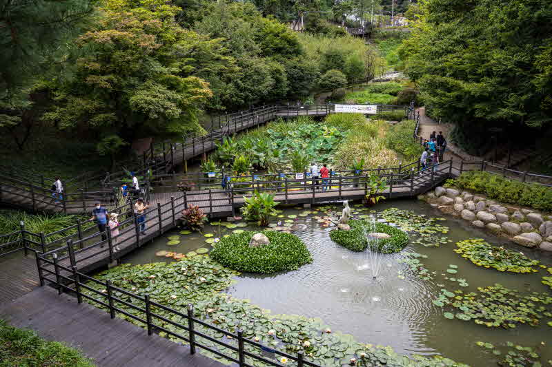 3-4. 아차산 생태공원 위쪽 도로에서 내려다본 습지원 전경. 습지원 중앙에 빅토리아 수련이 피어 관람객의 발길을 끈다..JPG