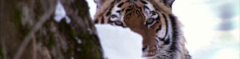 백두산 호랑이 영상 사진(1).jpg