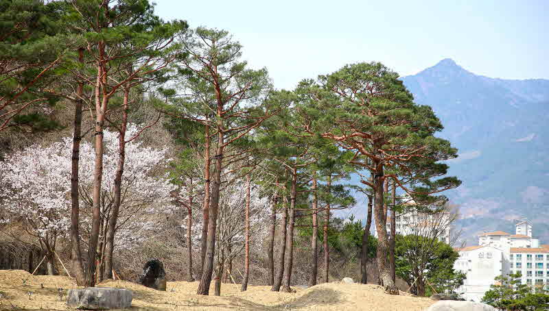 산청군 산청읍 산청소방서 일원에 조성된 소나무 소공원 (2).jpg