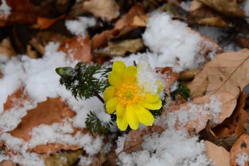 완도수목원 복수초.JPG