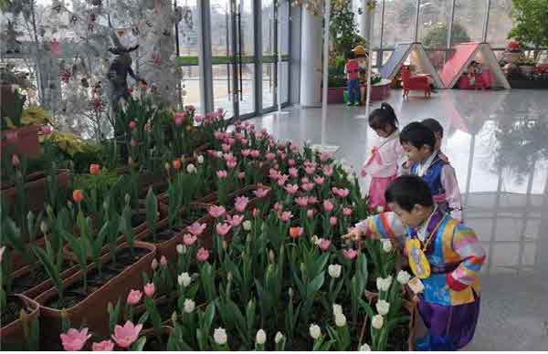 1. 2020 설 튤립연출.jpg