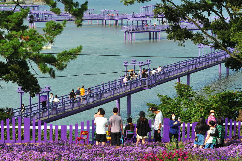 안심관광지- 퍼플교.JPG