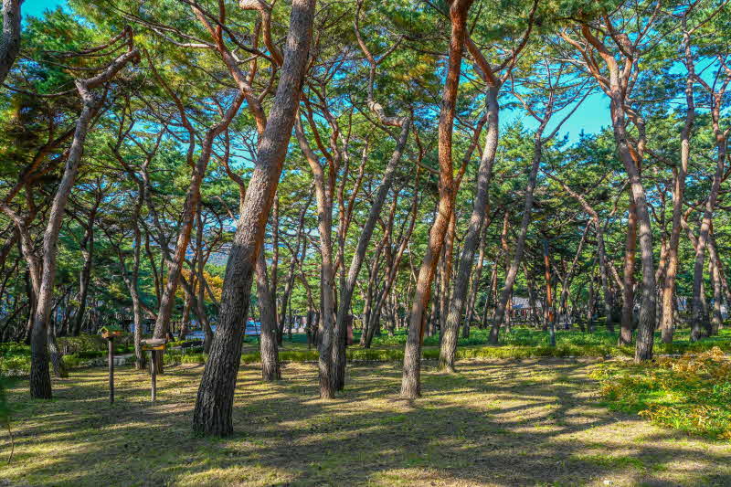 4-1. 사시사철 초록빛 싱그러움을 머금고 있는 솔밭근린공원.JPG