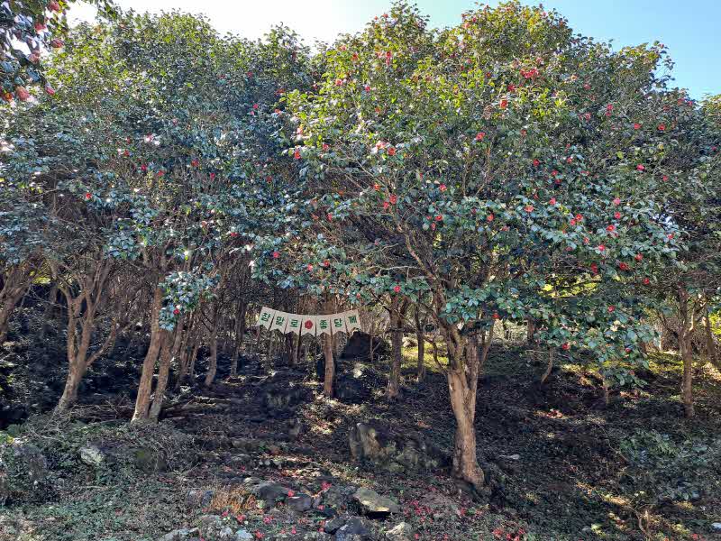 완도수목원 동백숲1.jpg