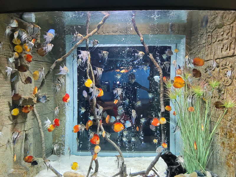 꾸미기_12보도1)다누리아쿠아리움 아메리카 수조.jpg