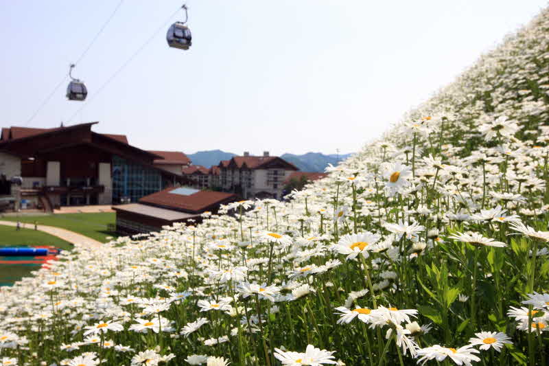 하이원 슬로프 야생화 사진.jpg