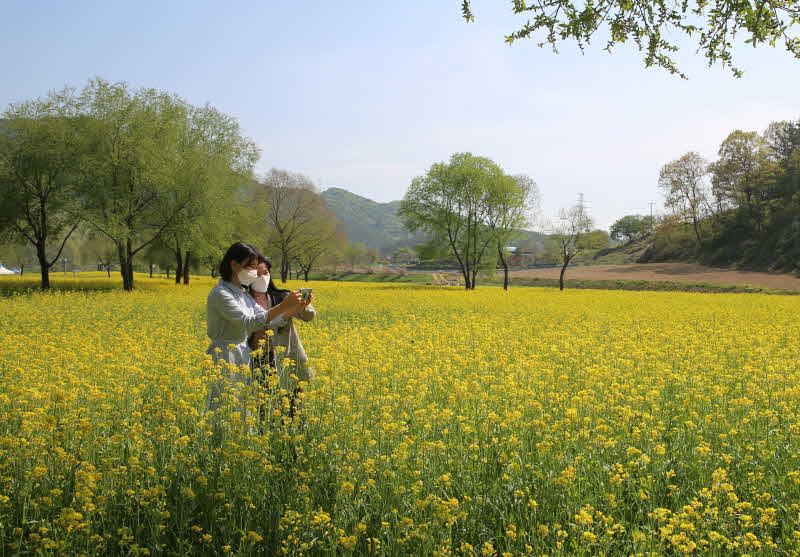 사진2） 유채꽃 단지를 찾은 상춘객들이 사진을 찍고 있는 모습.jpg