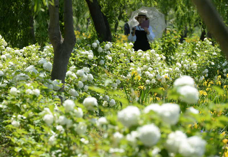 [거창군]5.19.보도자료6(거창창포원으로 꽃 나들이 오세요)1.jpg