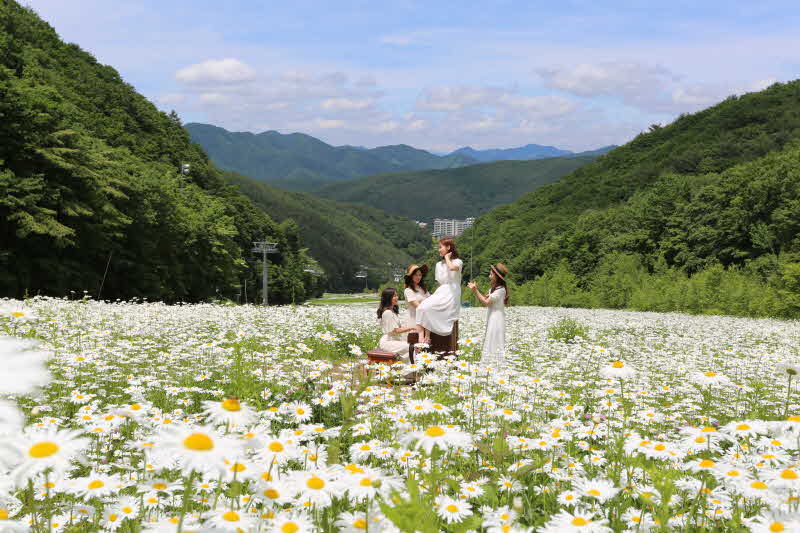 샤스타데이지가 만발한 슬로프 풍경.jpg