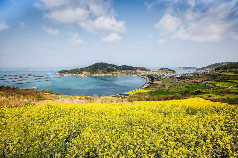 청산도의 봄-완도 청산도 2.jpg