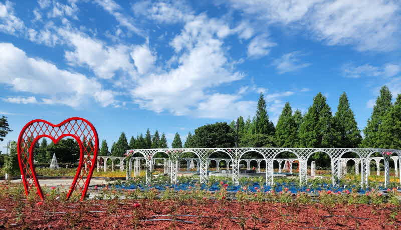 2.고양시_ 일산호수공원 장미원 새롭게 단장 (1).jpg