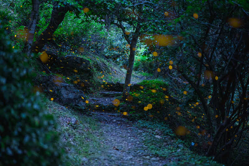 반딧불이 군무.jpg