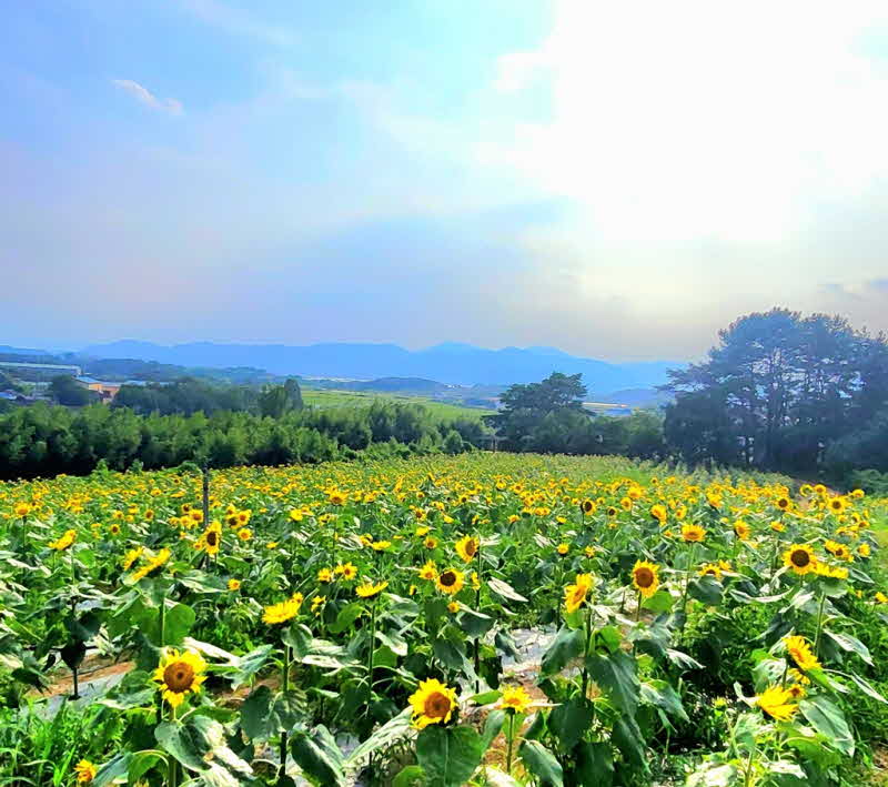 이달+22일+풍경_+0823+제10회+강주해바라기+축제+개최3.jpg.middle.jpg