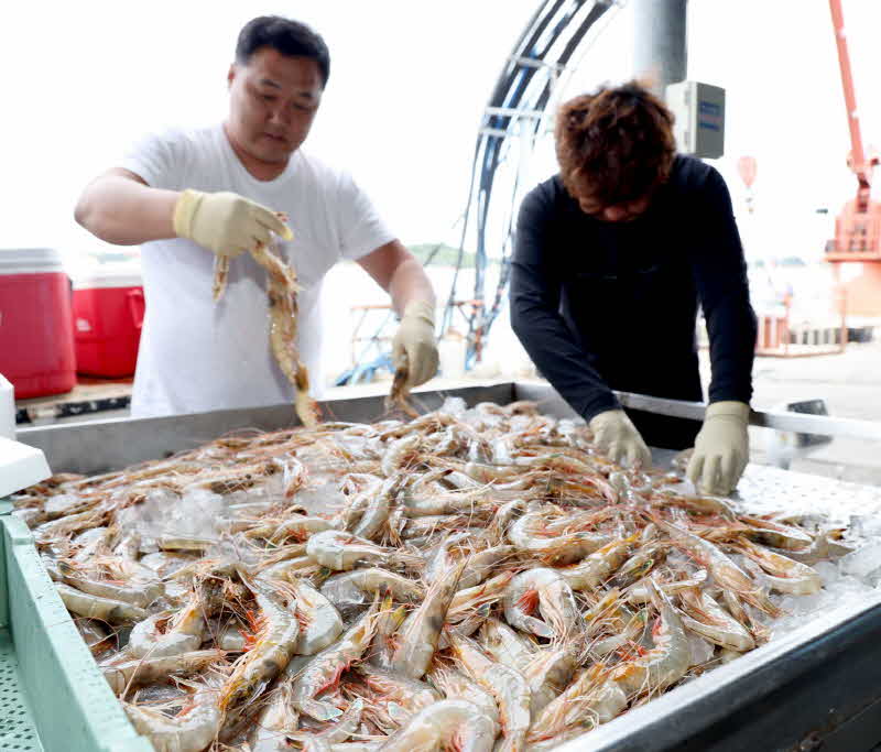 제21회 안면도 백사장 대하축제 1(9월 20일 백사장항 대하).JPG