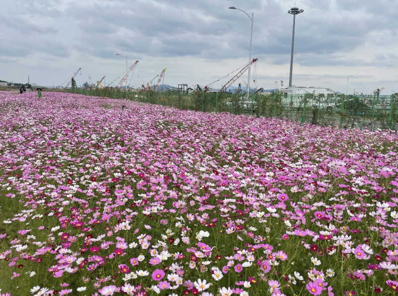3.목포 남항 유휴뷰지, 만개한 코스모스로 장관 (1).jpg