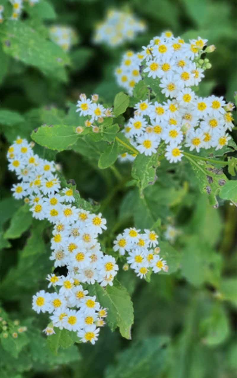청양 관산리  22일 부지깽이 꽃 축제 개최.jpg