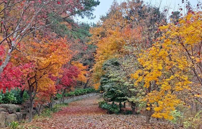 보도자료(20221116_구례수목원+가을단풍과+벚꽃으로+관광객+사로잡아).jpg