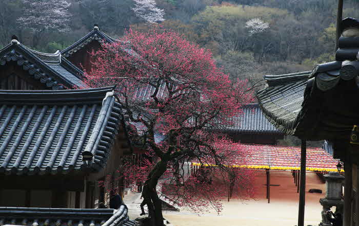 으뜸숲(3월 구례 화엄사 홍매화).jpg