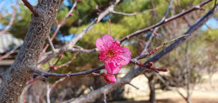 6.순천 낙안읍성의 납월홍매가 꽃망울을 터트렸다.jpg