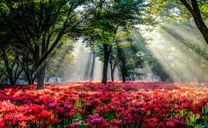 전남 대표축제- 영광불갑산상사화축제.jpg