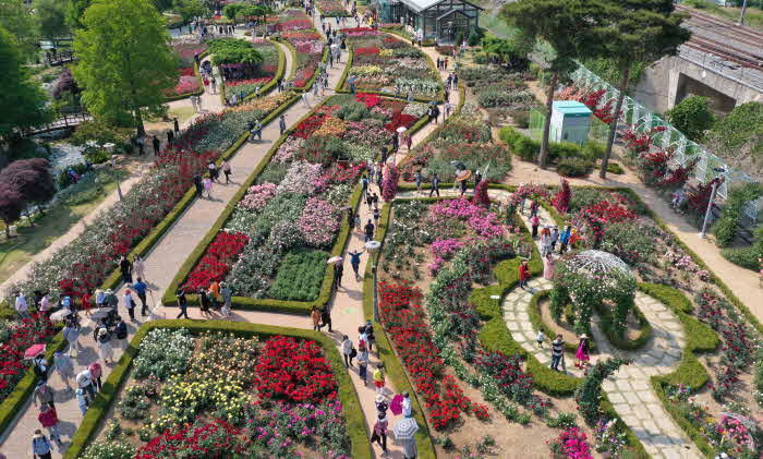 전남 대표축제- 곡성 장미축제.jpg