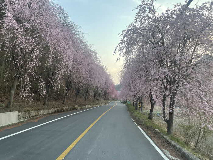[거창군]4.4.(화)보도자료(제2회 남상면 임불마을 능수벚꽃 축제 개최)2.jpg