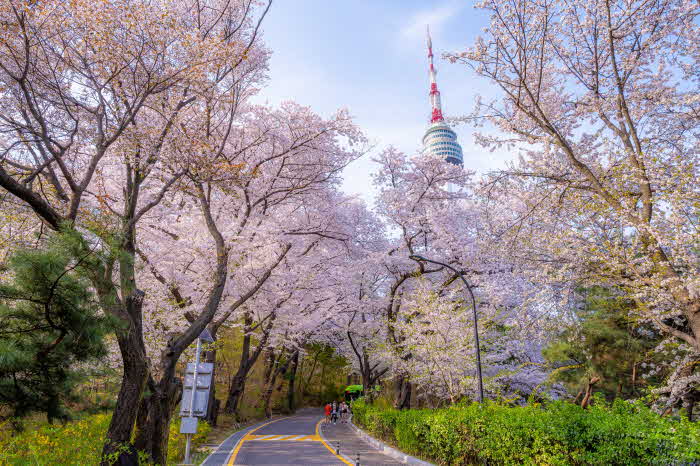 (사진2) 남산공원 산책로의 벚꽃.JPG