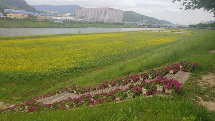양산천변 유채꽃 조성 지역1 (1).jpg