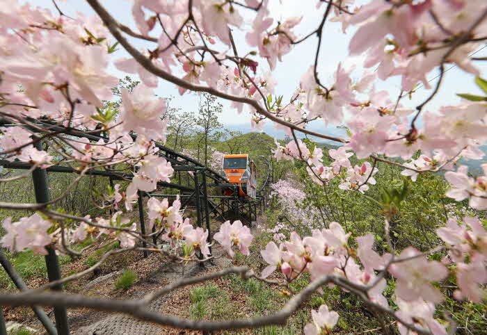 만개한 대봉산 흉양밸리 철쭉.jpg