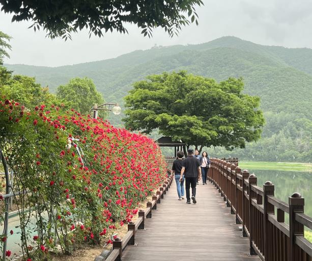 보도 2) 장미터널 전경 (1).jpg