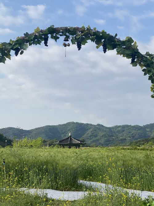 유채꽃과 청보리로 새단장한 안동문화관광단지.jpg