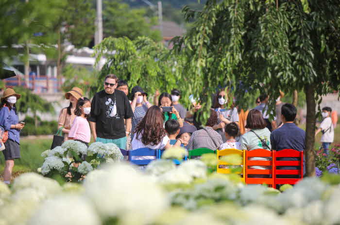 지난해 공주 유구색동수국정원꽃축제 사진 (1).jpg