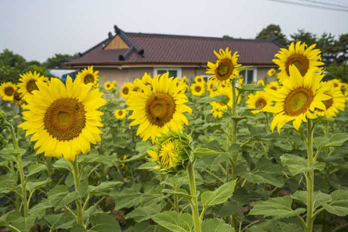 채운면+해바라기축제+사진1.jpg