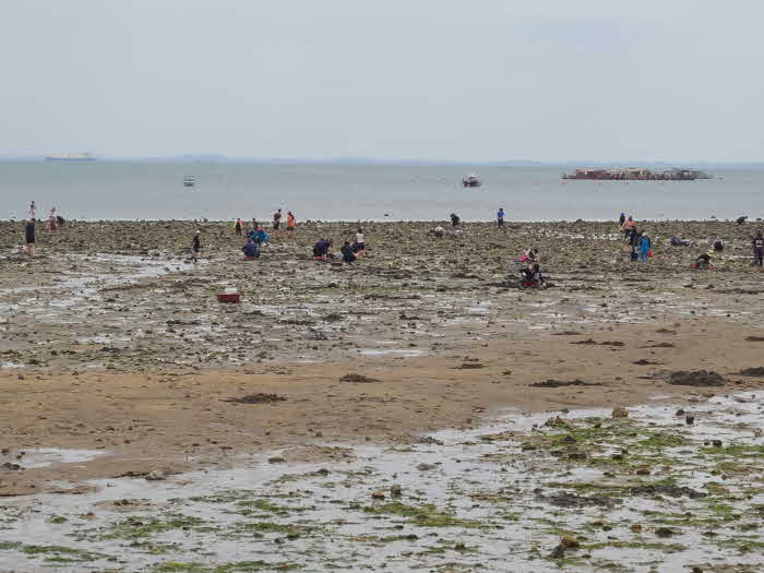 (사진1) 왜목마을 해수욕장 갯벌 전경 등 (2).jpg