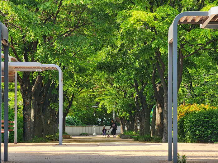 인천 남동구 예술로 8지구길(중앙공원) 느티나무길.jpg