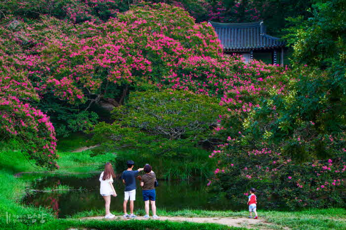 (8.1)담양군,백일홍만개한명옥헌원림에문화관광해설사추가배치…여행의맛더해.jpg