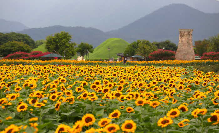 4-1. 첨성대 주변 만개한 해바라기로 노란 물결 가득.JPG