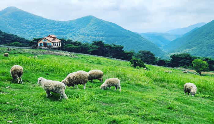 추천관광지- 화순 무등산 양떼목장.jpg