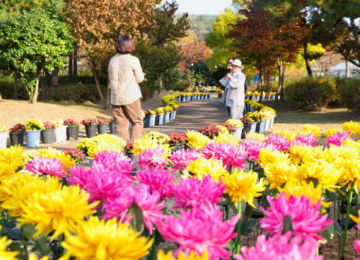 2023 꽃과 바다 태안국화축제 1.JPG