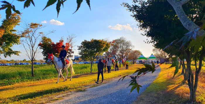순천만습지에서 승마체험하는 관관객들.jpg
