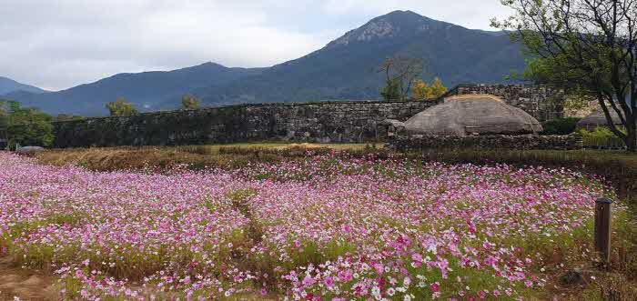 2.순천 낙안읍성에 코스모스가 한창이다2.jpg