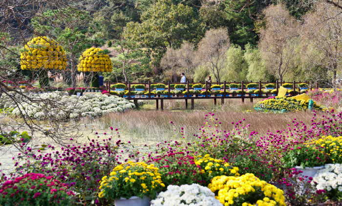 태안 국화축제 성료 2.JPG