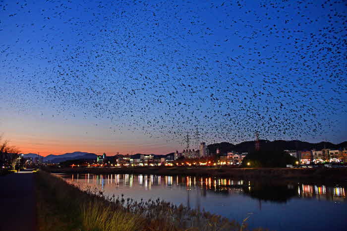태화강대숲 떼까마귀군무모습.jpg