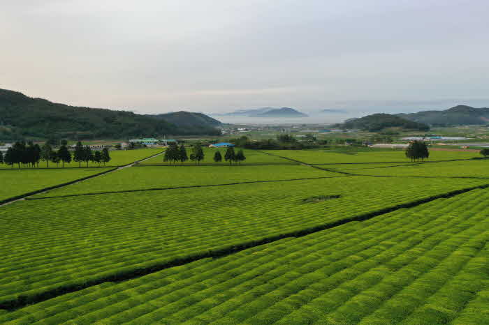 1-2. 온 가족 함께 떠나는 명절 보성 여행_보성차밭 평지다원.JPG