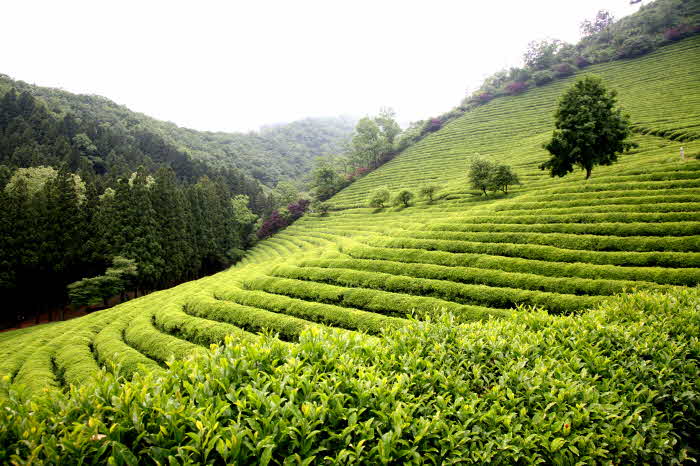 1. 보성계단식차밭(대한다원).JPG