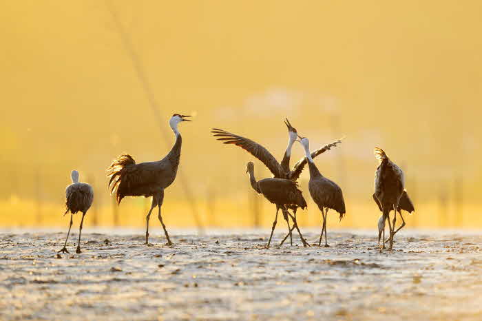 1. 순천만습지 흑두루미.jpg