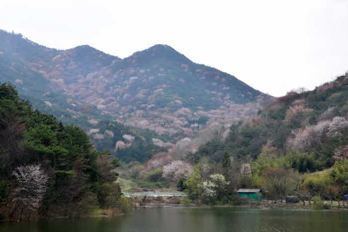 (3.11)담양군,제1회금성면고비산산벚꽃축제개최(2).jpg