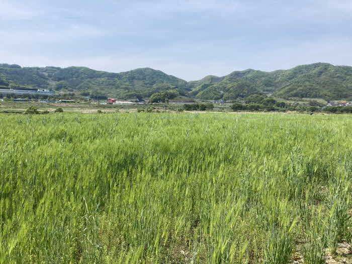 240424 충주시 달천동, 제2회 달래강 청보리 축제 개최.jpg